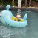 꼰띠고애견펜션 이미지