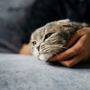 참누리 동물병원 이미지