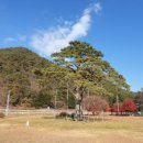 정이품송공원 화장실 이미지