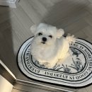 소2-39 | (출산일기)39주4일 출산👼🏻/유도분만 제왕엔딩🧸/서산 엠산부인과/제왕절개 후기/입원실 특실