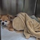 금산헤르쯔 동물병원 | 5살 치와와, 신장결석·방광결석·슬개골 탈구 수술 내 돈 내산 후기 (with 헤르쯔 동물 병원)