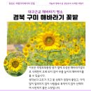 박정희로-13 | 대구근교 구미 해바라기 명소 위치 실시간 개화 상황