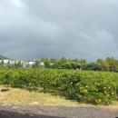 상훈농장 이미지