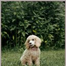 고려동물병원 이미지