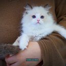 익산원펫 이미지