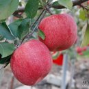 청송농장 이미지