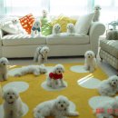 강아지천국 이미지