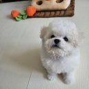 플라워퍼피 | 퍼피플라워 중랑점 진짜 미니비숑분양후기