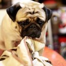 웨스턴 동물의료센터 이미지