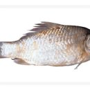 최신사슴목장 이미지