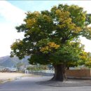 느티나무 이미지