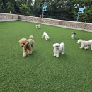 펫츠하우스 애견유치원 | 양주애견호텔 믿고 맡길수 있는 펫츠하우스 애견유치원