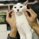 구구제제 이미지