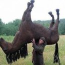 오늘도, 멍멍 이미지