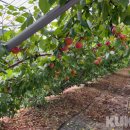 애프리코트(APRICOT) 이미지