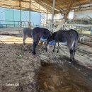 암놈 세 마리 중 한 마리만 남기고 분양합니다.--- 설희만 남기고 분양완료되었슴니다. 이미지
