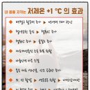 체온테라피 이미지