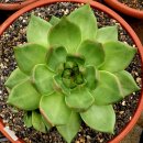 엘도라도 이미지