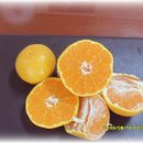 배꼽하우스 이미지