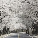 꽃길만걷자6 이미지