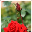 RoseDay 이미지