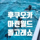 우미노나미 | 후쿠오카 아이랑 마린월드 수족관 하카타역에서 기차타고 가는법 대형수족관 바다표범 먹이주기 돌고래...