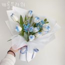 캐롤플라워 이미지