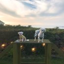 제주코기네 이미지