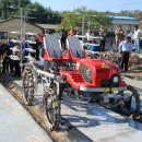 합천양파 이미지