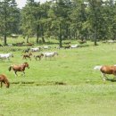 제주의 제주마 이미지