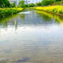 온천천시민공원 동백 이미지