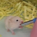 골든PC클럽 이미지