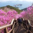대금산진달래길(트레킹) | 연분홍 비단 두른 산자락 대금산 진달래 군락지 개화 및 트레킹 가이드