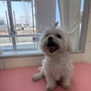 즐거운애견미용실 이미지