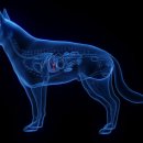 호평동물병원 이미지