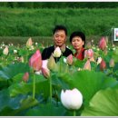 경주연꽃단지 이미지