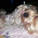 퍼피니스 이미지