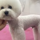 미소애견샵 이미지