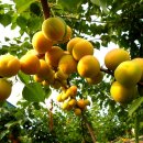 한진약국 이미지