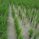 춘수농장 이미지