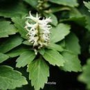 산야초-수호초 (秀好草) 이미지