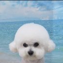 펫 아지트 이미지