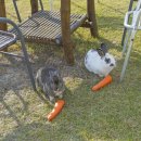 선흘 정원 이미지