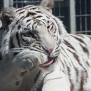 호랑이네 이미지