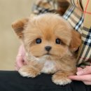 광주애견경매장 | 광주강아지분양 강아지분양 절차