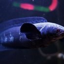 로얄수족관 이미지