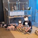 달팽이숲 | 광안리 비오는날 가볼만한 곳, 실내동물원 애니멀숲 후기