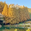 명수당 | 서울근교 단풍 명소 한국외대글로벌캠퍼스 ‘명수당’ 솔직 후기