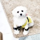 장초닭발