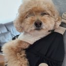 가죽 스티커 네임텍 애견용품에 이름표 붙이기 좋아요